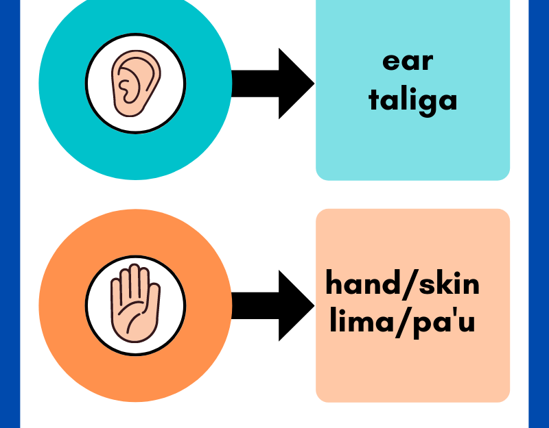 Sensory Organs in Samoan Language